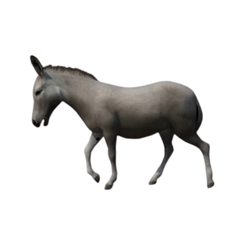 Wild Ass